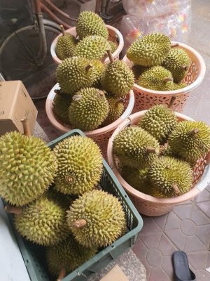 SẦU RIÊNG RI6
