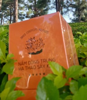 Đông trùng hạ thảo sấy khô đã bao gồm ship