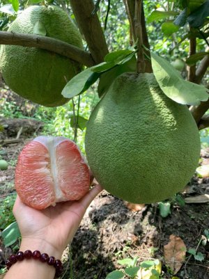 Bưởi Da Xanh Tiền Giang