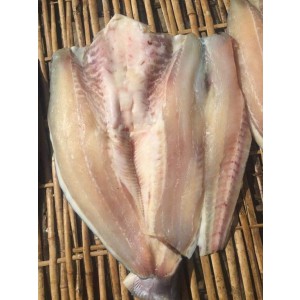 CÁ DỨA 1 NẮNG NGUYÊN CON