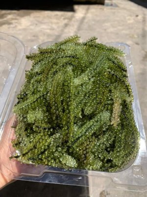 RONG NHO TƯƠI