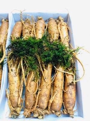 SÂM TƯƠU HÀN QUỐC