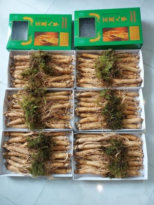 SÉT CỦ SÂM TƯƠI 15- 18 CỦ