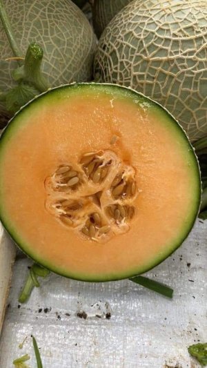 DƯA LƯỚI MẬT E - GARDEN