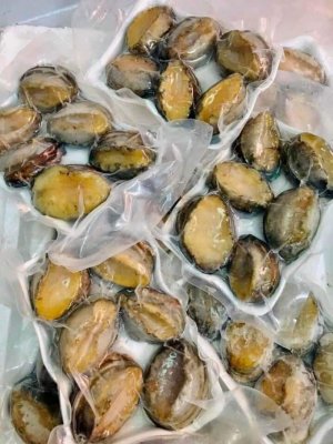 BÀO NGƯ SIZE LỚN