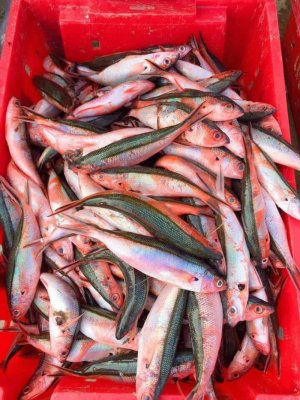 CHẢ CÁ ĐỎ CỦ