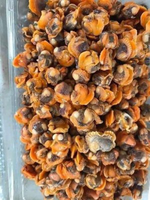 RUỘT SÒ HUYẾT