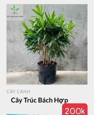Cây trúc bách hợp