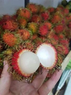 CHÔM CHÔM THÁI