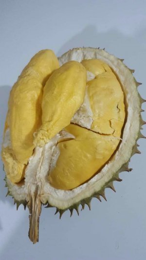 SẦU RIÊNG RI6