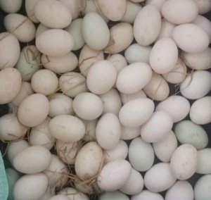 TRỨNG VỊT ( 1 Chục 10 quả, Hột )