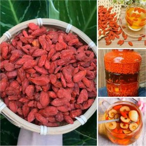 KỶ TỬ ĐỎ