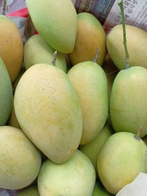 XOÀI CÁT HÒA LỘC