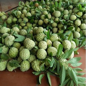 ??NA ĐỒNG BÀNH LẠNG SƠN??