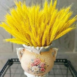 BÔNG LÚA MẠCH VÀNG