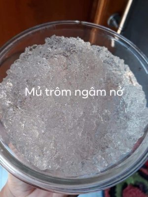 MỦ TRÔM NINH THUẬT