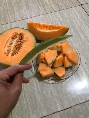 DƯA LƯỚI TL3
