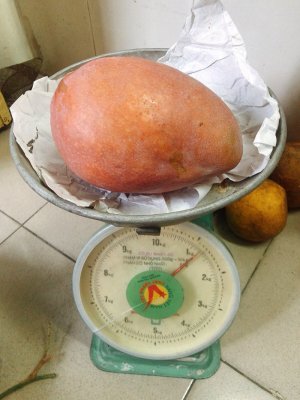 Xoài Đài Loan combo 3 kí