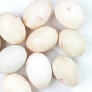 TRỨNG VỊT ĐỒNG 10 CÁI