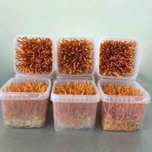 Hộp quả tể đông trùng hạ thảo tươi- Công ty TTHH Công nghê Vĩnh Khang-ĐT: 0982999669