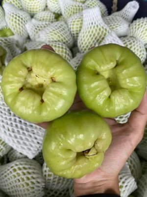 MẬN XANH ĐƯỜNG