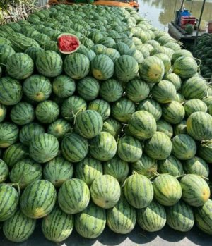 DƯA HẤU