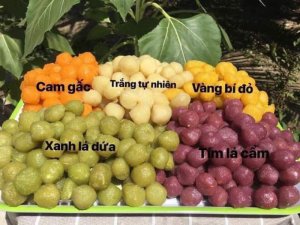 KHOAI MÌ VIÊN NGŨ SẮC