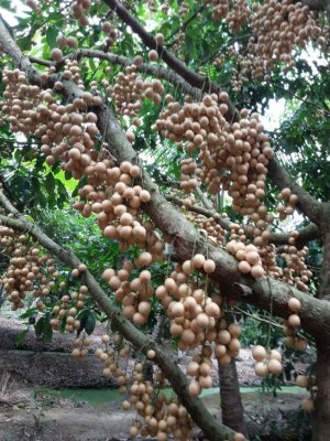 DÂU VÀNG MIỀN TÂY