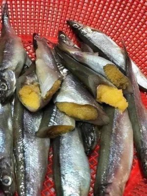 CÁ TRỨNG NA UY