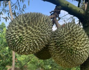 Sầu Riêng Chuồng Bò Ngũ Hiệp Tiền Giang