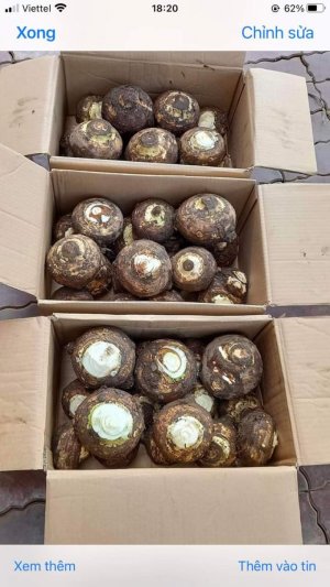 COMBO KHOAI SỌ, CHANH LEO, LẠP XƯỜNG