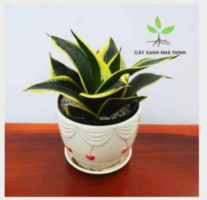 Cây lưỡi hổ Thái