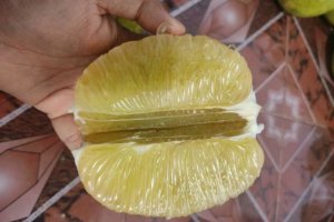 BƯỞI NĂM ROI
