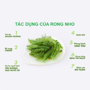 Sỉ Rong Nho Biển