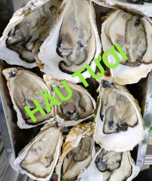 ?? HẦU TƯƠI SỐNG QN ??