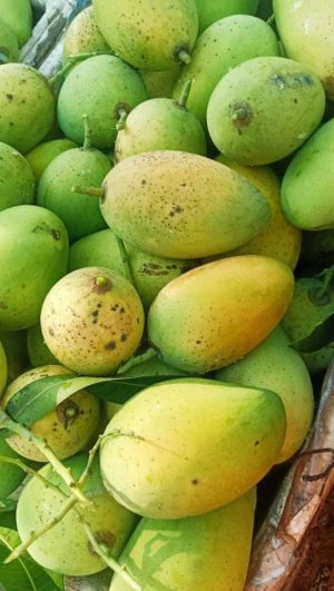 XOÀI CÁT CHU