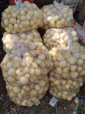 CỦ SẮN