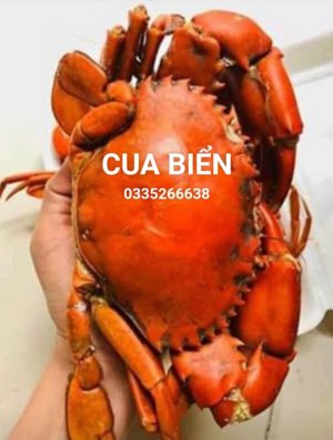 ĐẶC SẢN CUA BIỂN