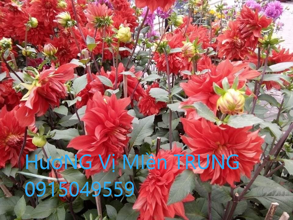 NGUYỄN THỊ THU HƯƠNGC2241
